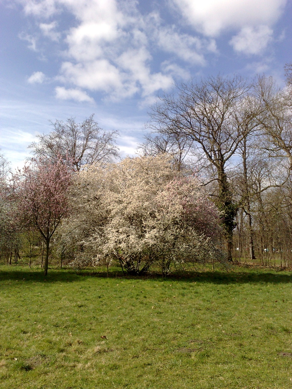 printemps-arbres-fleurs-copie.jpg